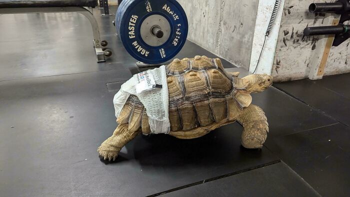 There's A Free-Roaming Turtle With A Diaper At My Local Gym