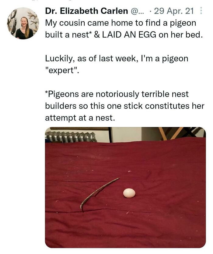 To Build A Nest