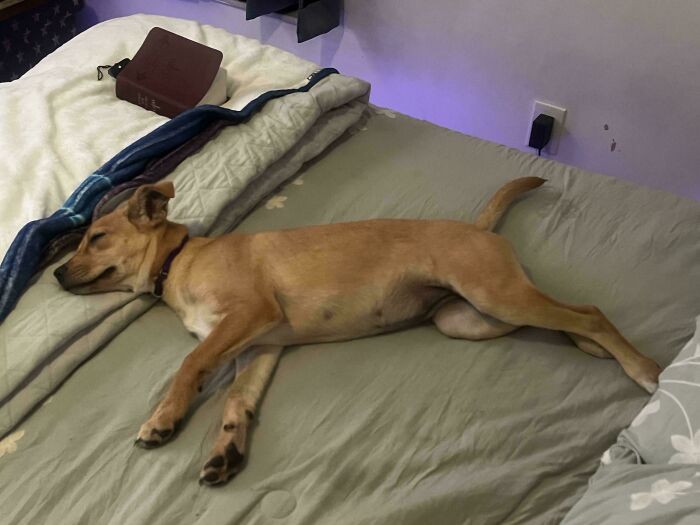 Just Got This Dog Today And She Already Claimed My Bed. 