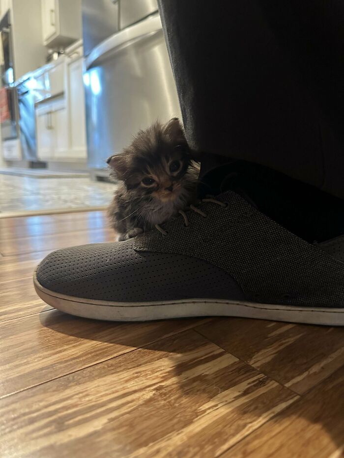 Acquired A Kitten That Loves To Perch On Shoes