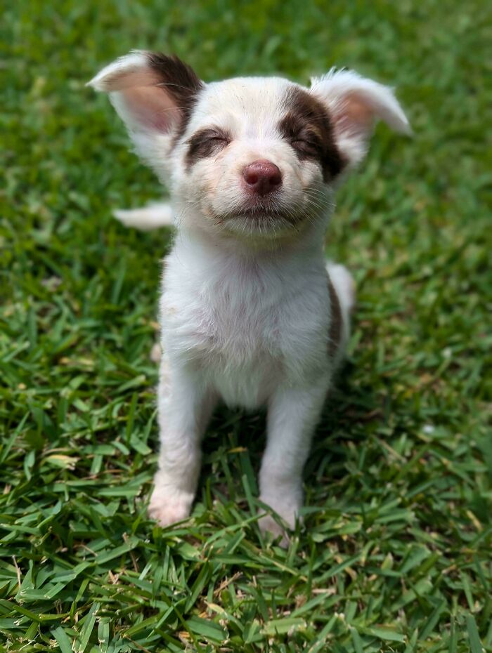 24 Hours After Being Found On The Side Of The Road In 95+ Degree Heat. Meet Booker (I Told Him To Smile For The Camera)!