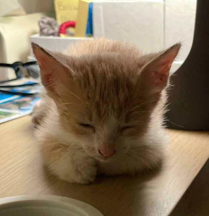 My Son Found This Kitten In The Street Last Night. Their Big Dog Adopted It, And Decided She’s Her Baby Now