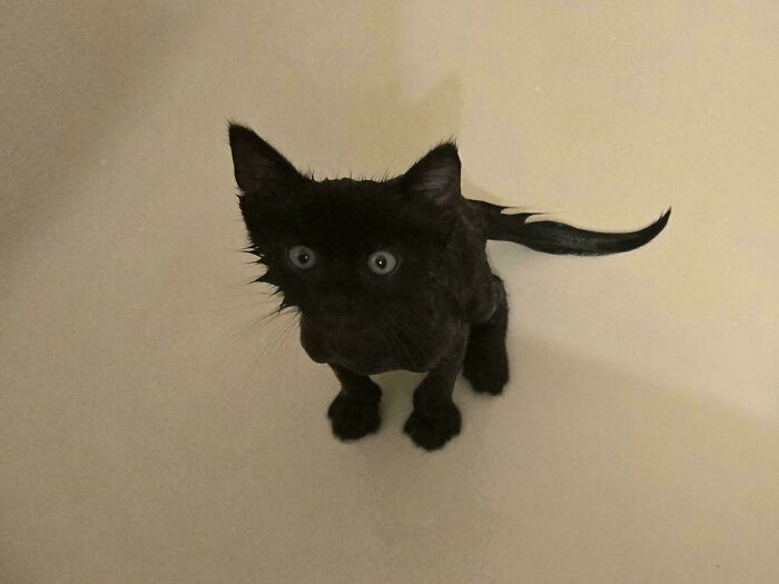 Munchkin Getting A Flea Bath. Found Him In The Middle Of The Road After Midnight. The Cat Distribution System Got Me! 16oz Of Love