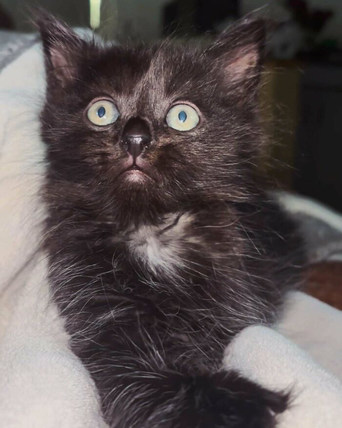 Don’t Know If I Adopted A Kitten Or Werewolf