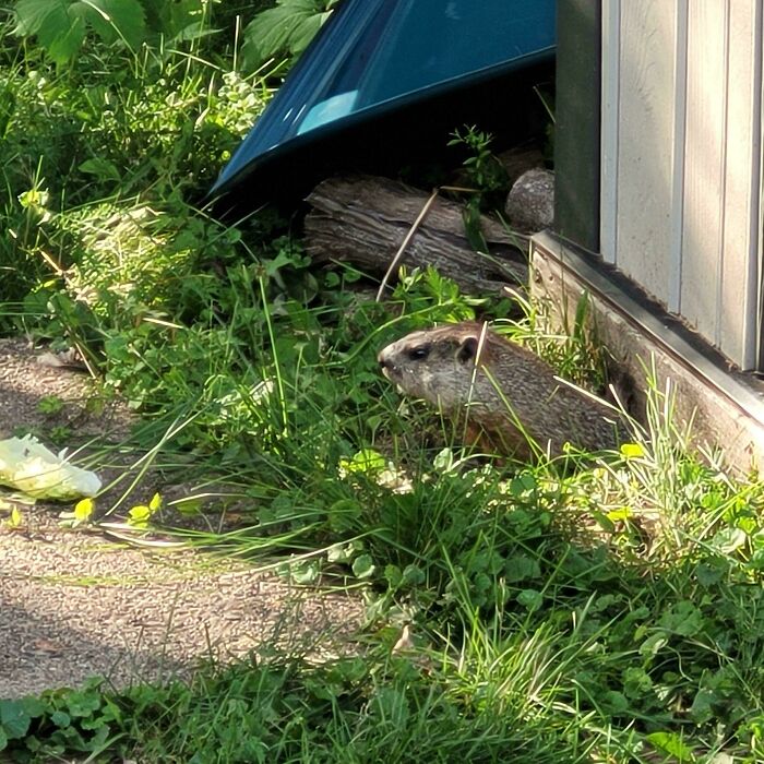 Groundhog Moved In Under My Shed. I Named Him Gary