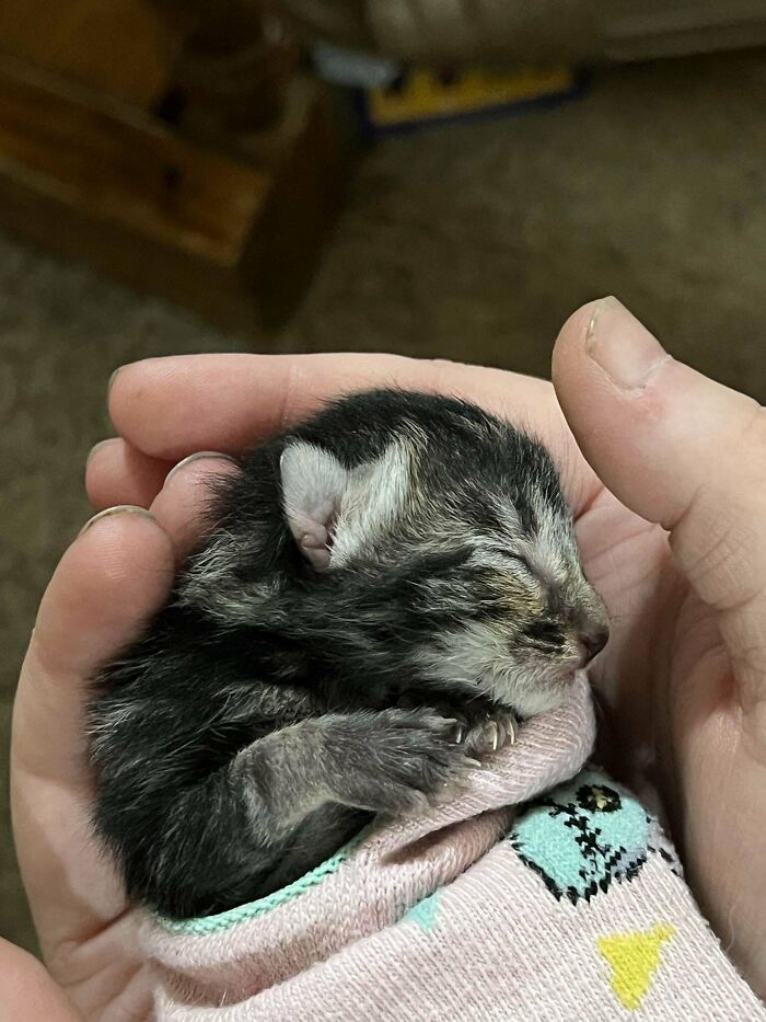 Love On The Mind. Rescue 1.5 Week Old Kitten. Meet Kenny!