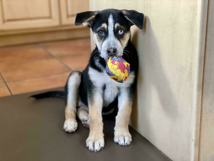 50 Adorable Photos Of People Showing The Pets They’ve Adopted (July ...