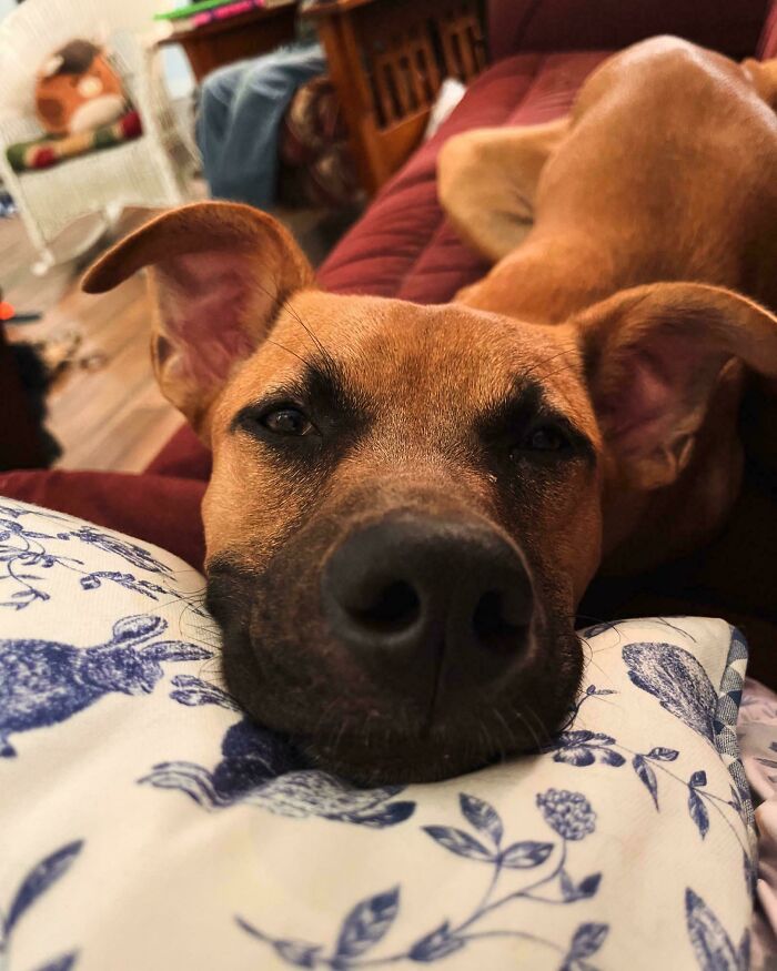 The Most Boopable Nose Ever: My Adopted Boxer/Shepherd Rescue Puppy. I Love Him So Much!