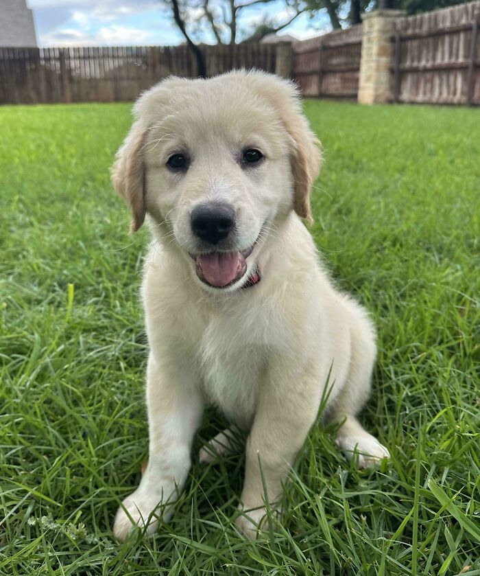 Two Farm Dogs Up The Road Had A Fling So We Unexpectedly Adopted A New Buddy. Meet Lieutenant Bradley Bradshaw