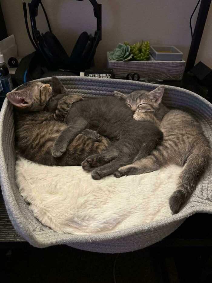 My Cousin Rescued Some Kittens. Here They Are Napping!