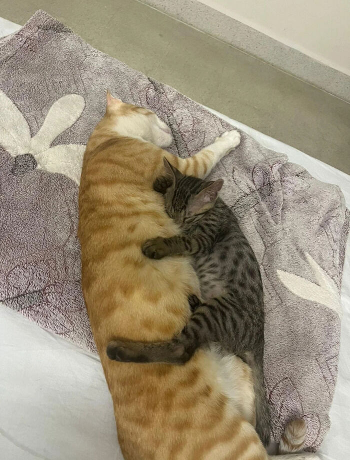 My Cat Accepted The Kitten I Got 2 Days Ago