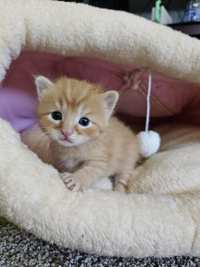 My Husband Just Came Home With This Little Kitten. She's 3-4 Weeks Old, I've Never Cared For A Cat This Young. I Need Advice