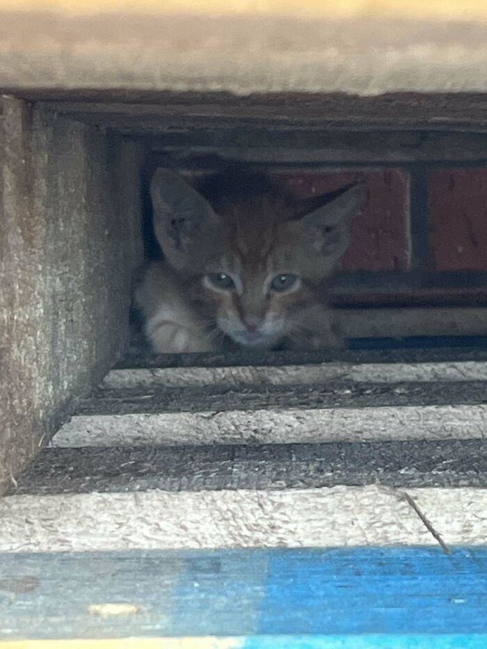 Found A 4 Week Old Kitten Outside A Grocery Store. My Male Cat Heard Him Crying In Our Bathroom While He Got Better And Decided He Was Gonna Be The Dad