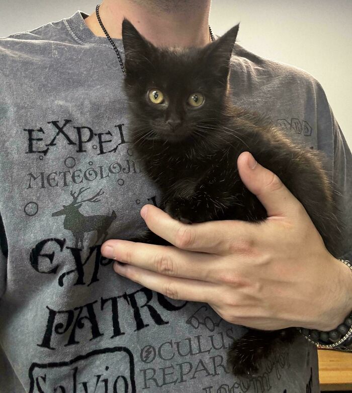 I Just Adopted This Handsome Boy. He Was Dumped And Very Defensive. He’s Two Months Old. I Named Him Bruce Wayne