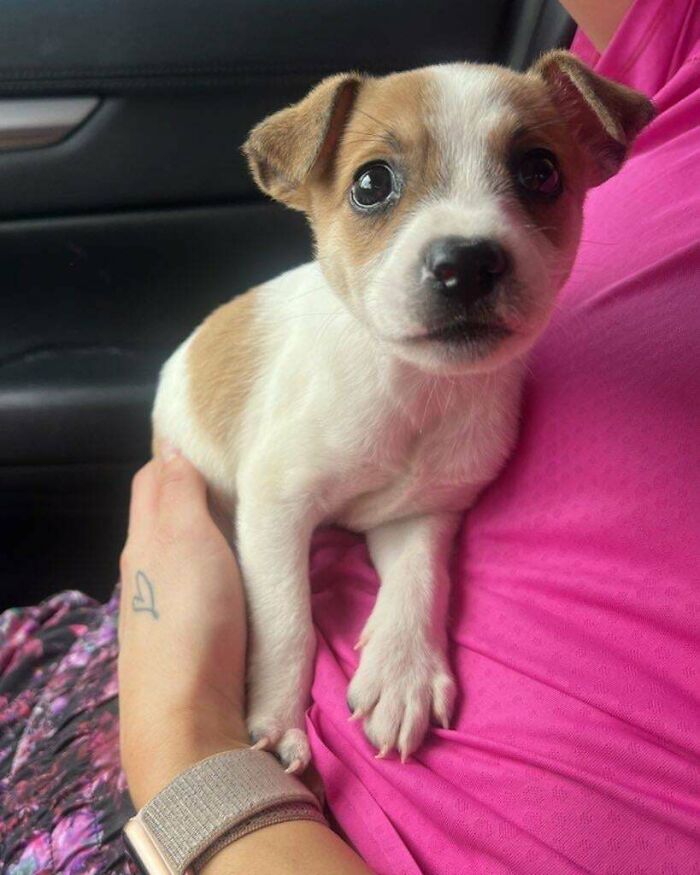 Just Rescued This Puppy! What Breed Is He?