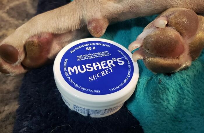  Musher's Secret Dog Paw Wax Is The Paw-Fect Protection For Your Pup's Precious Pads, Whether They're Braving Hot Pavement, Icy Sidewalks, Or Rough Terrain