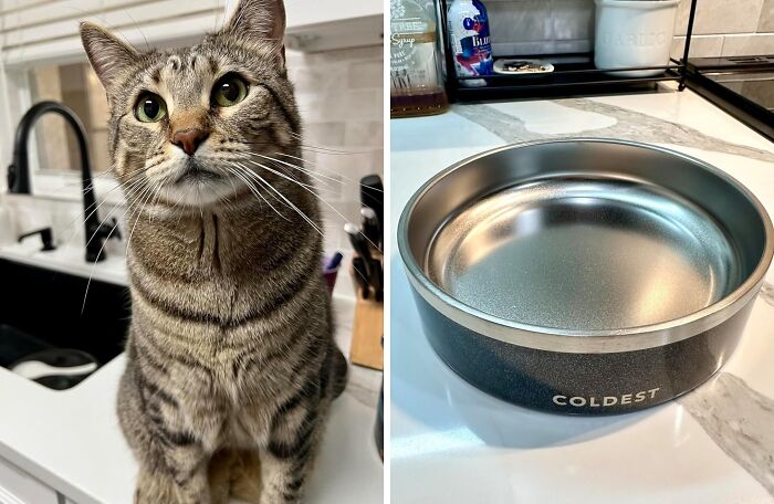 This Coldest Dog And Cat Bowl Is The Ice-Cold Oasis Your Furry Friend Deserves On A Hot Summer Day - Their Tongue Will Be Doing The Happy Dance!