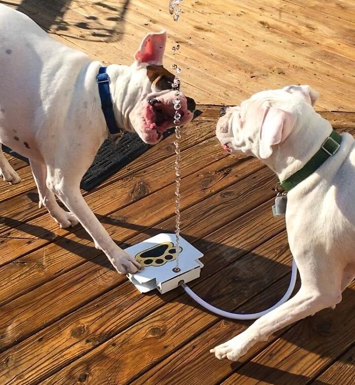 Teach Your Dog A New Trick (And Keep Them Entertained) With This Interactive Step On Dog Fountain