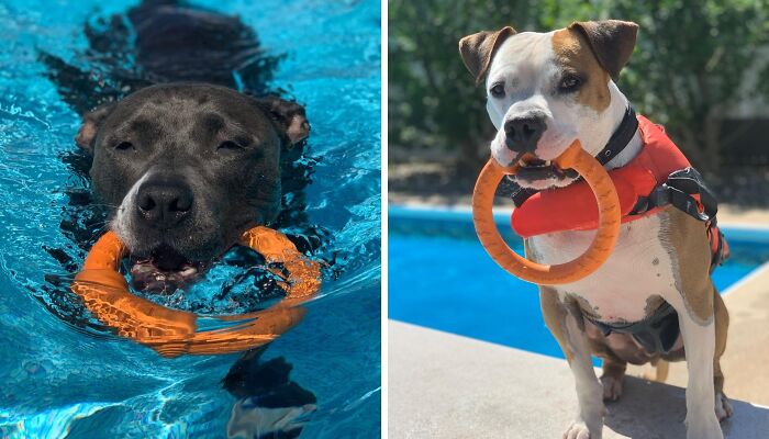 This Floating Ring Toy Is The Splash Of Fun Your Water-Loving Pup Needs To Make A Doggy Paddle In The Pool (Or Lake, Or Ocean)