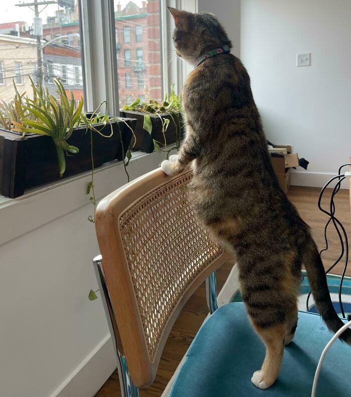 8.5-Week Pregnant Mamma Cat Checking Out What’s Going On Outside