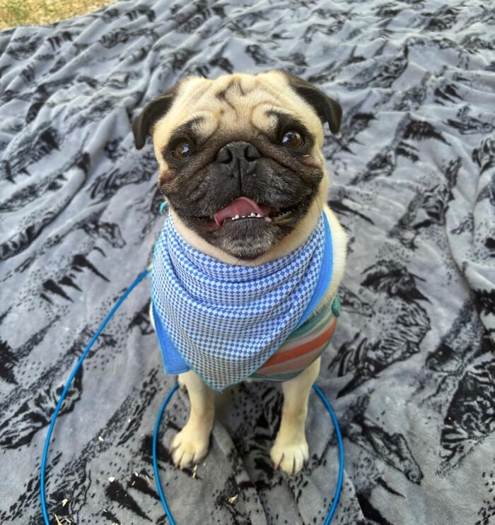 Your Pet Will Thank You For This Refreshing Relief – This Ice Towel Is A Simple Yet Effective Way To Help Them Beat The Heat