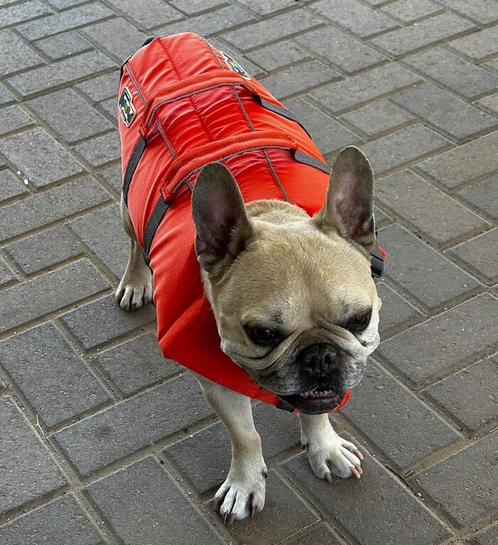 Whether Your Pup's A Seasoned Swimmer Or A First-Time Paddler, This Outward Hound Life Jacket Will Keep Them Safe And Secure In The Water