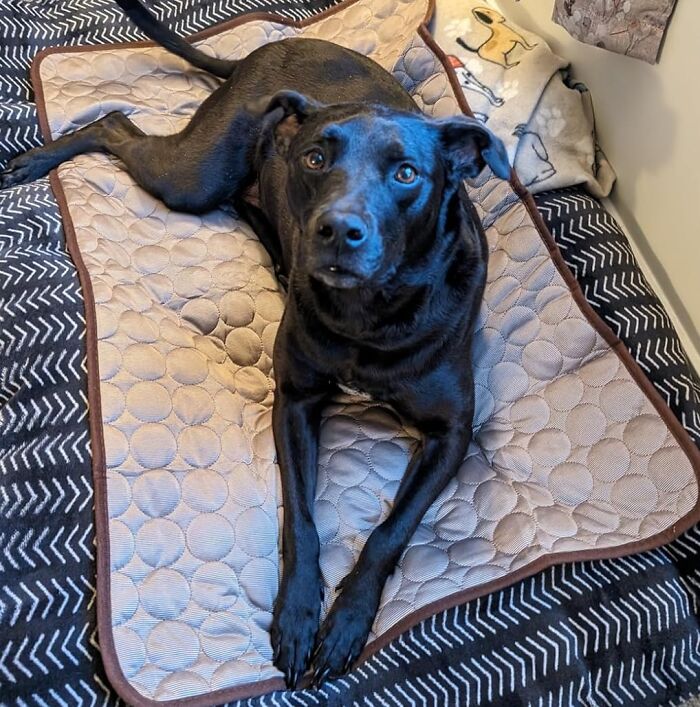 No More Panting Pups! This Cooling Mat For Large Dogs Provides A Cool And Refreshing Oasis For Your Furry Friend To Relax And Recharge