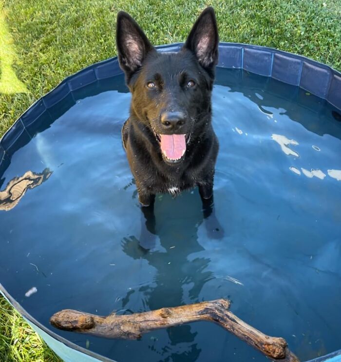 This Foldable Dog Pool Is The Splash Zone Your Furry Friend Has Been Waiting For – No More Jealous Stares At The Kiddie Pool!