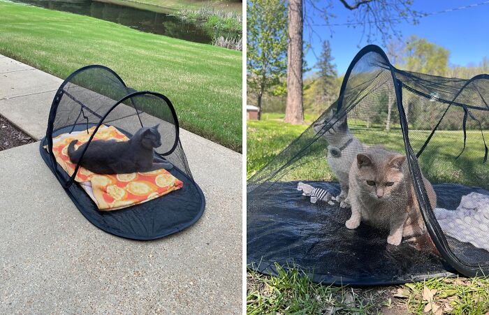 Give Your Furry Friend A Taste Of The Wild With This Pet Enclosure Tent - A Safe And Secure Way For Them To Enjoy Fresh Air And Sunshine