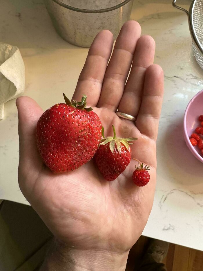 Difference Between Store-Bought, Home-Grown And Wild Strawberries