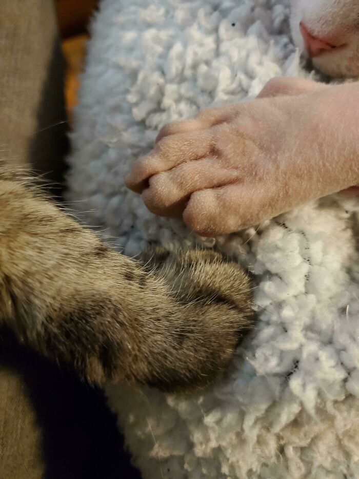 Sphynx Paw vs. Regular Tabby Paw