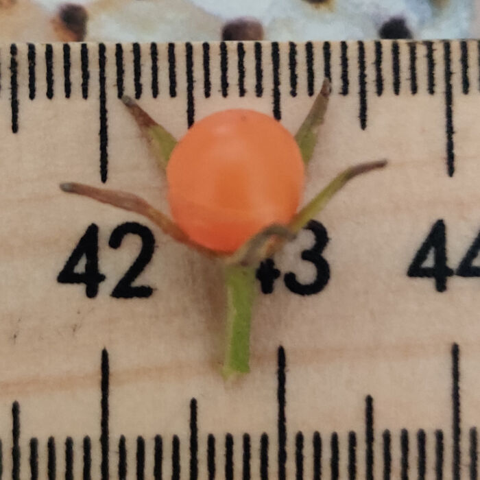 Tiny orange fruit on a ruler, showing a failed gardening harvest.