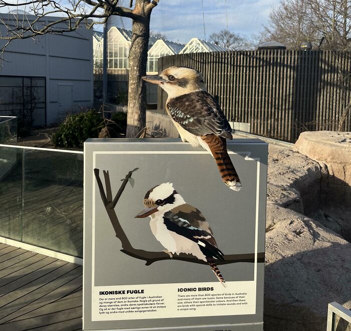 Bird Sitting On Its Own Info Board