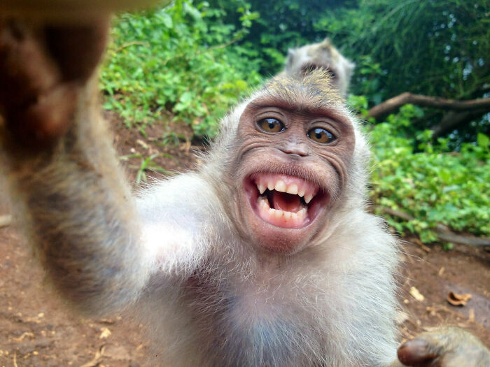 While Traveling In Indonesia, A Monkey Stole My Camera And Left This Selfie