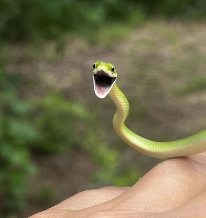 Rough Green Snake Caught In South Texas