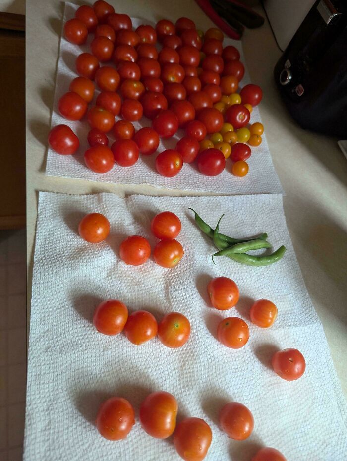 Failed gardening harvest with small tomatoes and few green beans on paper towels.