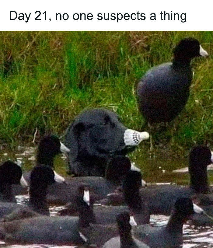 Funny animal pic of a dog disguised as a bird among ducks, playfully unnoticed.