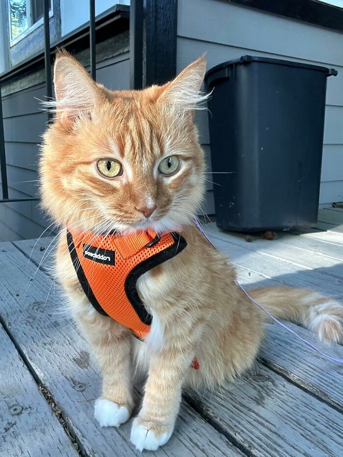 Adventure Awaits! This Cat Harness And Leash Will Turn Your Feline Friend Into A Fearless Explorer