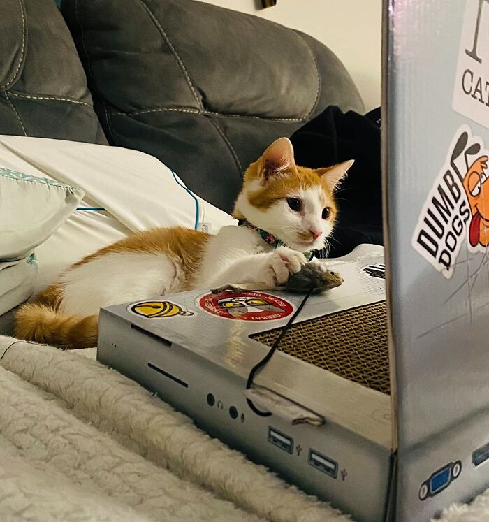 Let Your Cat Take Their Zoomies Meetings On Their Very Own Cat Laptop Scratcher