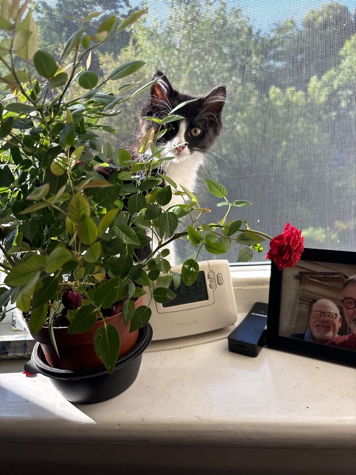 This Is Sydney Six Hiding In The Roses, She Is Not Normally Shy! Just Cute 😊