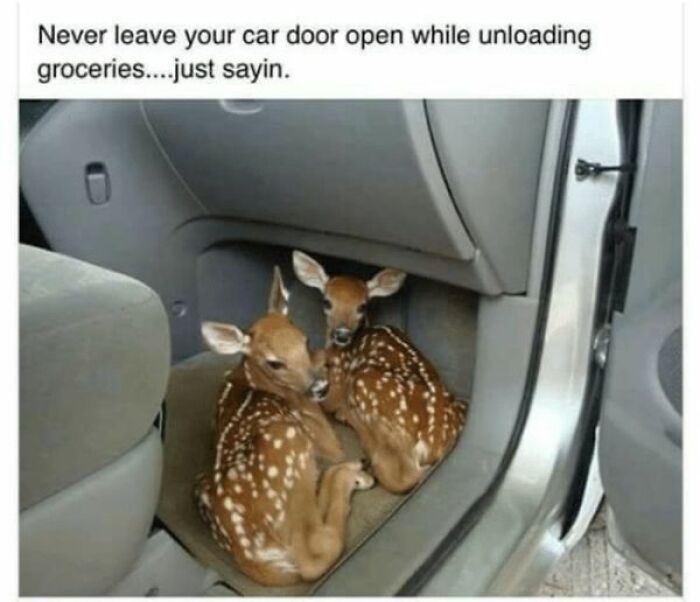 Two baby deer nestled inside a car, showcasing a funny animal meme moment.