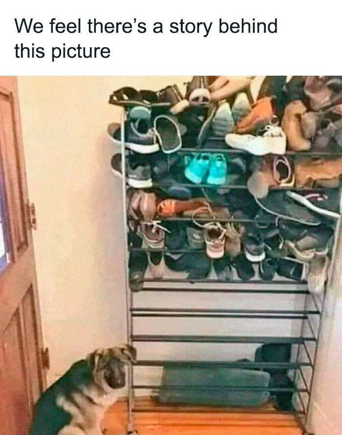 Dog staring at a shoe rack filled with shoes, humorous animal meme moment.