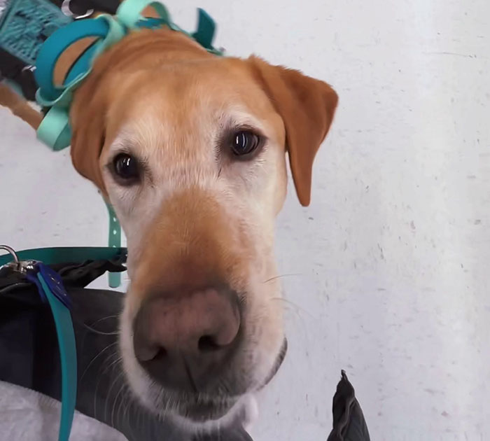 Netizens Have Their Hearts Melt As This Mom Wholesomely Stops Her Girl From Petting Service Dog