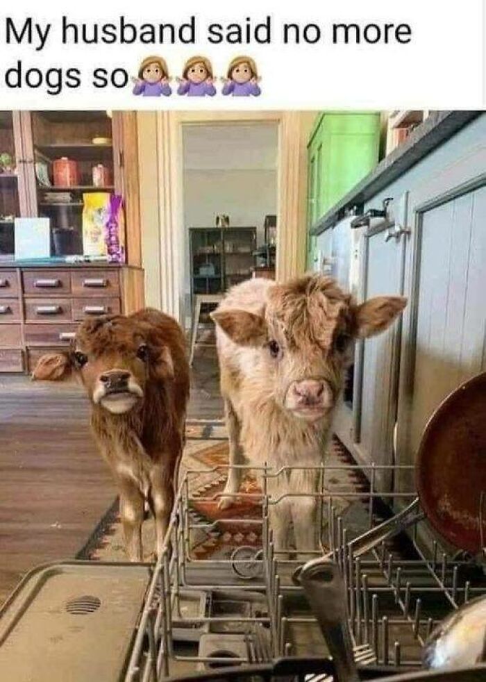 Two calves indoors near a dishwasher, with text above humorously suggesting they replace dogs.