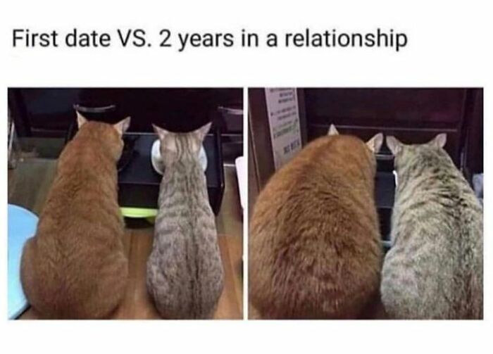 Two cats sitting together, illustrating a funny animal meme about the evolution of a relationship.