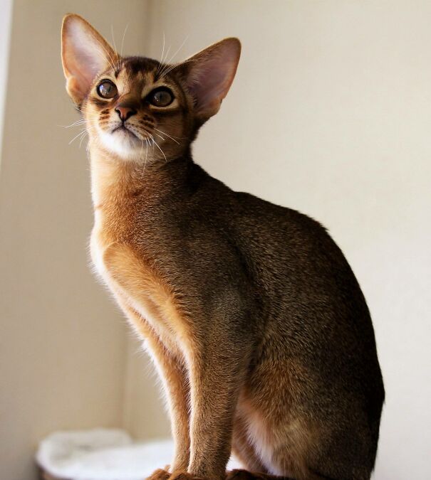 Abyssinian-cat-669f21cb51e34.jpg