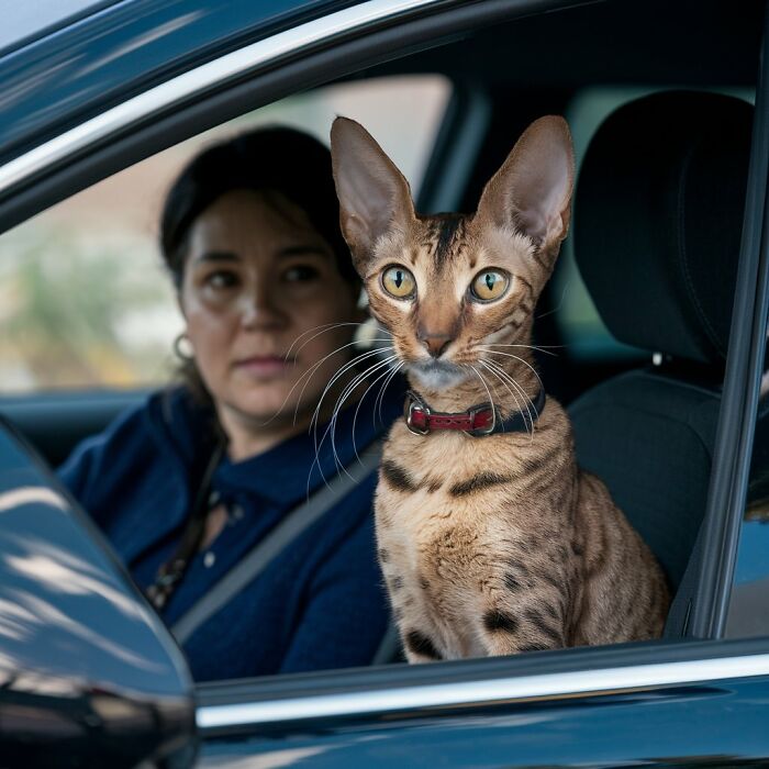 Oriental Shorthair