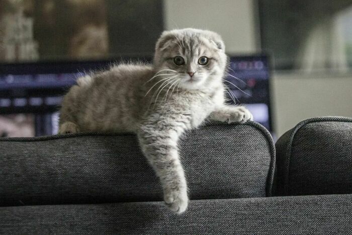 My Scottish Fold Model