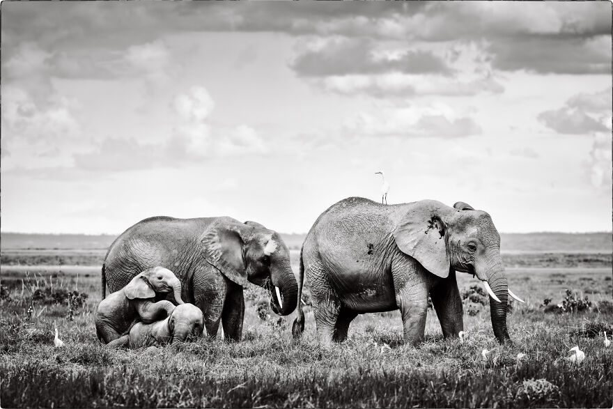 Elephant Mothers And Babies