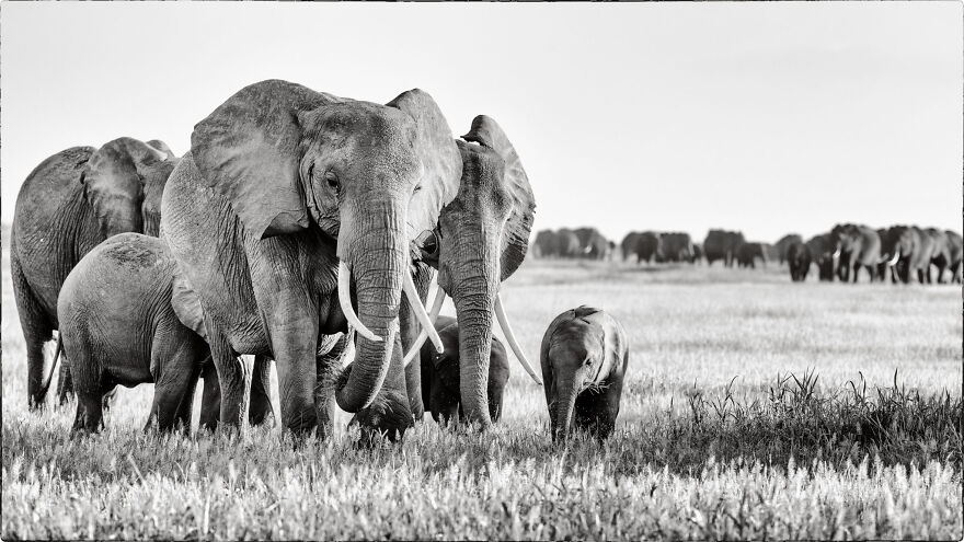 Elephant Family, Amboseli